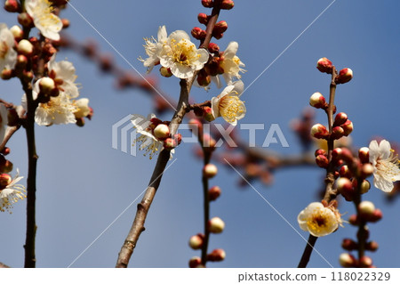 Plum 118022329