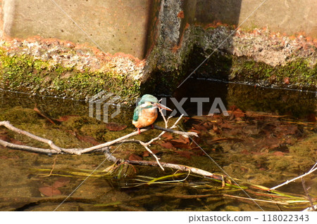 翠鳥棲息在樹枝上 翠鳥棲息在樹枝上 118022343