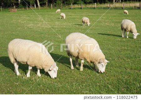 Sheep grazing peacefully Sheep grazing peacefully 118022475