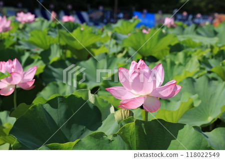 台東區上野公園不忍水池盛開的蓮花 118022549