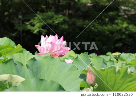 台東區上野公園不忍水池盛開的蓮花 台東區上野公園不忍水池盛開的蓮花 118022550