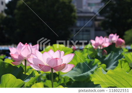 Lotus flowers blooming in Shinobazu Pond in Ueno Park, Taito Ward 118022551