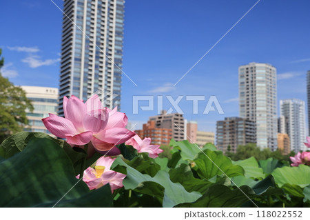 台東區上野公園不忍水池盛開的蓮花 台東區上野公園不忍水池盛開的蓮花 118022552