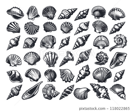 Sea Shells Icons Set Vector Graphic Design T-Shirt Print White Background Vintage Style Nautical Marine Elements Hand-Drawn Illustrations Retro Coastal Art 118022865