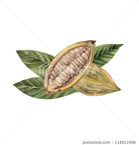 A whole fruit and half a cocoa fruit with grains inside the pod on the leaves. The illustration is hand-drawn in watercolor in brown and green shades. For packaging, postcards, textiles, cosmetics 118022996