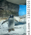 Penguins about to fly 118023016