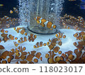 Lots of clownfish 118023017