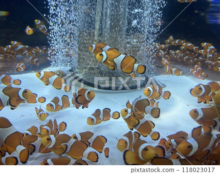 Lots of clownfish 118023017