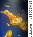 Red jellyfish swimming gracefully 118023018