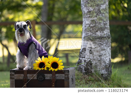 狗狗與向日葵迷你雪納瑞 118023174