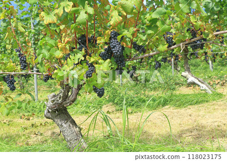 Grape for wine Pinot Noir Grape for wine Pinot Noir 118023175