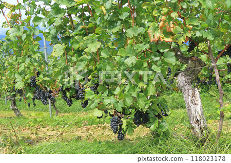 Grape for wine Pinot Noir Grape for wine Pinot Noir 118023178