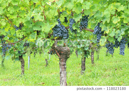 Wine grape Merlot 118023180