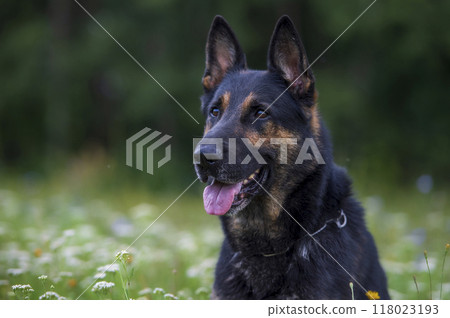 German shepherd dog outdoors in a summer day, selective focus on the dog 118023193
