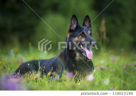 German shepherd lying on the grass with flowers in summer day. Selective focus. German shepherd lying on the grass with flowers in summer day. Selective focus. 118023199