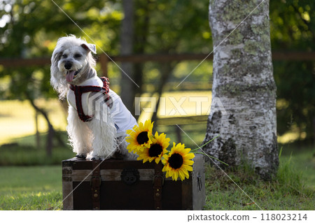 Dog and sunflowers Miniature Schnauzer 118023214