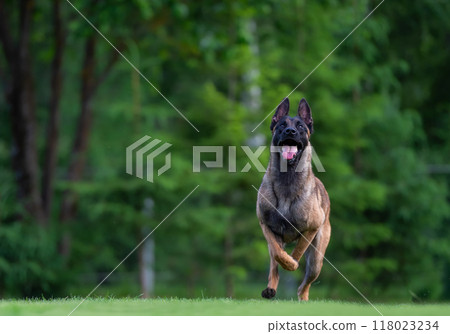 Belgian Shepherd Dog running in the park. Selective focus on the dog 118023234