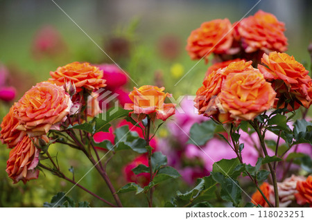 Beautiful orange roses "Orange Baby" variety  in the garden. Shallow depth of field. 118023251