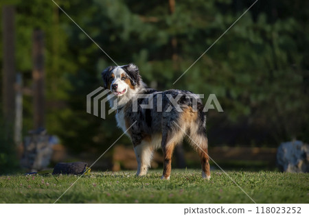 Australian shepherd dog runs on the lawn in the park. 118023252