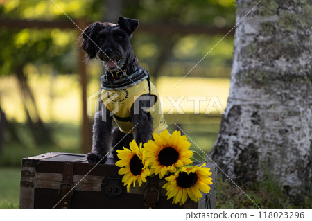 Dog and sunflowers Miniature Schnauzer Dog and sunflowers Miniature Schnauzer 118023296