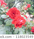 Beautifully blooming red roses 118023549