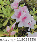 Azalea blooming on the roadside 118023550
