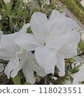 Pure white azaleas blooming on the roadside 118023551