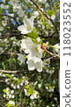 Cherry blossoms that give a feeling of early summer 118023552