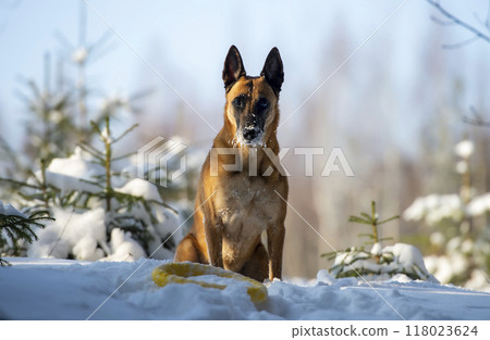 Adult belgian shepherd malinois dog in the winter in the snow 118023624