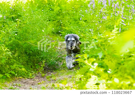 A dog running straight through the greenery A dog running straight through the greenery 118023667