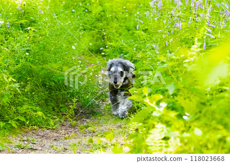 A dog running straight through the greenery 118023668