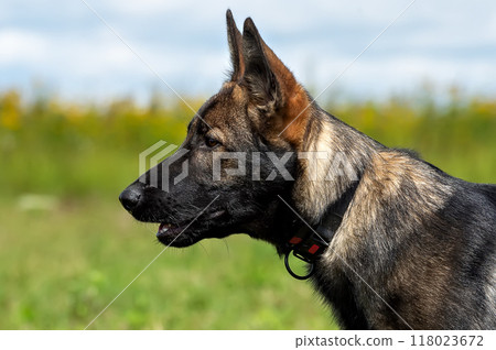 German shepherd portrait on a background of green grass and blue sky German shepherd portrait on a background of green grass and blue sky 118023672
