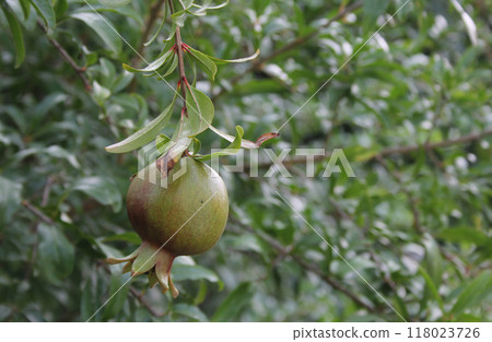 Fresh Pomegranate Fruit Growing on Tree in Organic Garden 118023726