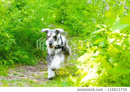 A dog running straight through the greenery A dog running straight through the greenery 118023738