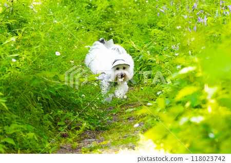A dog running straight through the greenery A dog running straight through the greenery 118023742