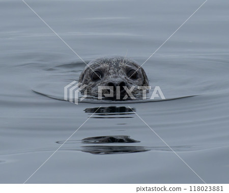 seal  118023881