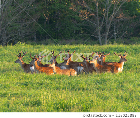 Ezoshima群 118023882