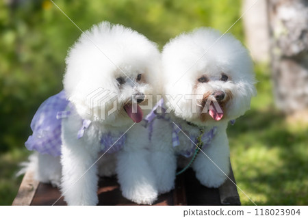 White and fluffy Bichon Frise White and fluffy Bichon Frise 118023904
