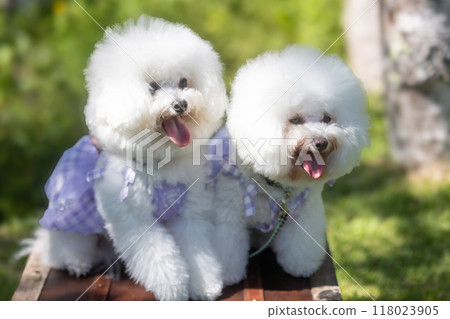 白色蓬鬆的比熊犬 白色蓬鬆的比熊犬 118023905