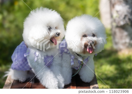 白色蓬鬆的比熊犬 白色蓬鬆的比熊犬 118023906