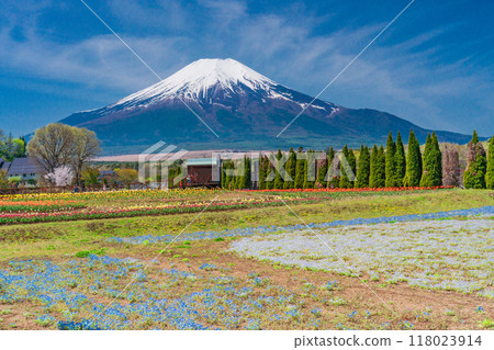 [Yamanashi Prefecture] Mt. Fuji from Hanamiyako Park where nemophila blooms 118023914