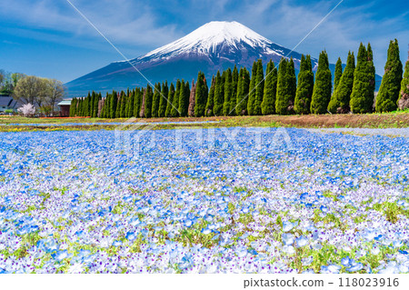 [Yamanashi Prefecture] Mt. Fuji from Hanamiyako Park where nemophila blooms 118023916