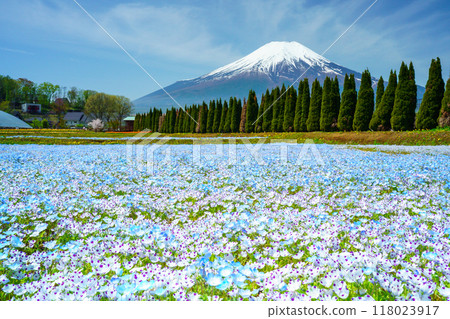 [山梨縣] 從盛開睡蓮的宮古公園遠眺富士山 118023917