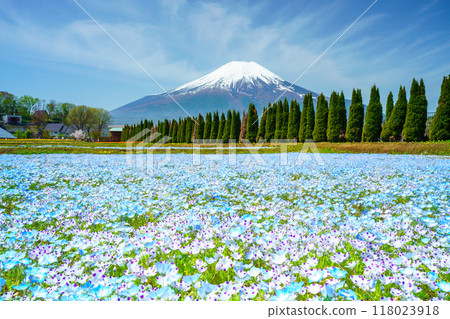 [Yamanashi Prefecture] Mt. Fuji from Hanamiyako Park where nemophila blooms 118023918