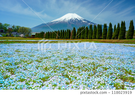[山梨縣] 從盛開睡蓮的宮古公園遠眺富士山 118023919