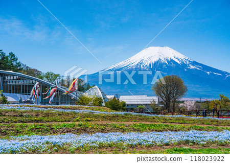 [Yamanashi Prefecture] Mt. Fuji from Hanamiyako Park where nemophila blooms 118023922