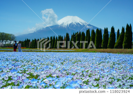 [Yamanashi Prefecture] Mt. Fuji from Hanamiyako Park where nemophila blooms 118023924