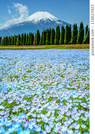 [山梨縣] 從盛開睡蓮的宮古公園遠眺富士山 118023925