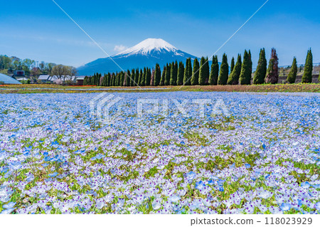 [Yamanashi Prefecture] Mt. Fuji from Hanamiyako Park where nemophila blooms 118023929