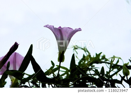 Morning primrose blooming facing the sky Morning primrose blooming facing the sky 118023947